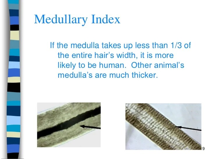 Medullary index of human hair