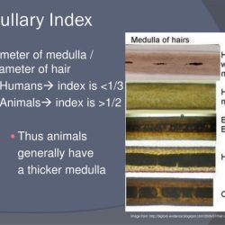 Hair medullary index medulla chapter ppt powerpoint presentation