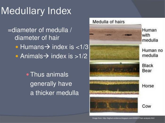 Hair medullary index medulla chapter ppt powerpoint presentation