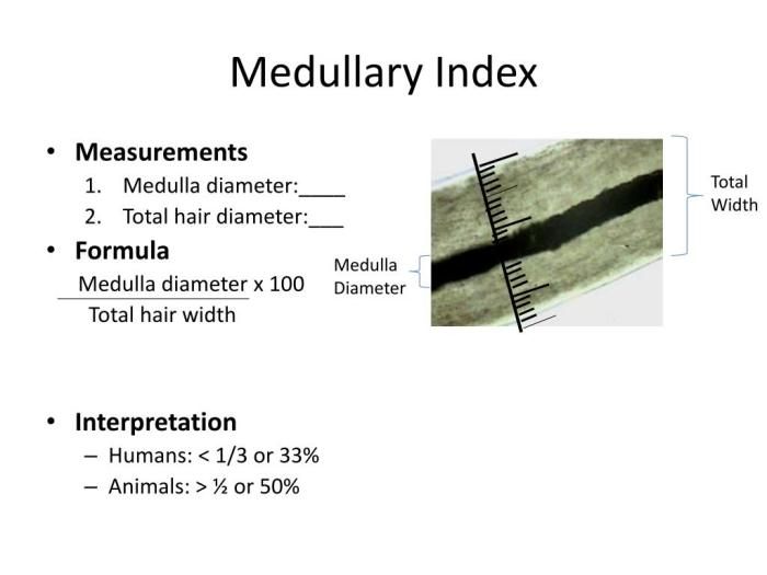 Medullary diameter comparative study relation