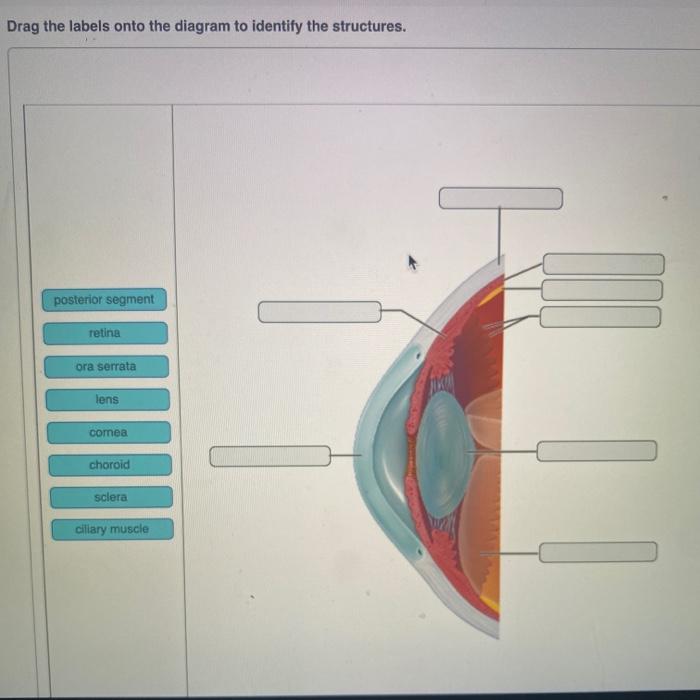 Drag the labels onto the diagram to identify the structures.