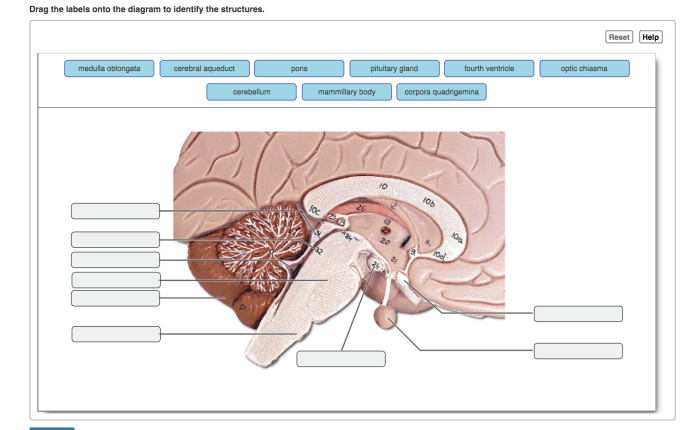 Drag the labels onto the diagram to identify the structures.