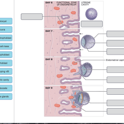 Labels diagram drag onto correct translation structures molecules identify involved answers help transcribed text show