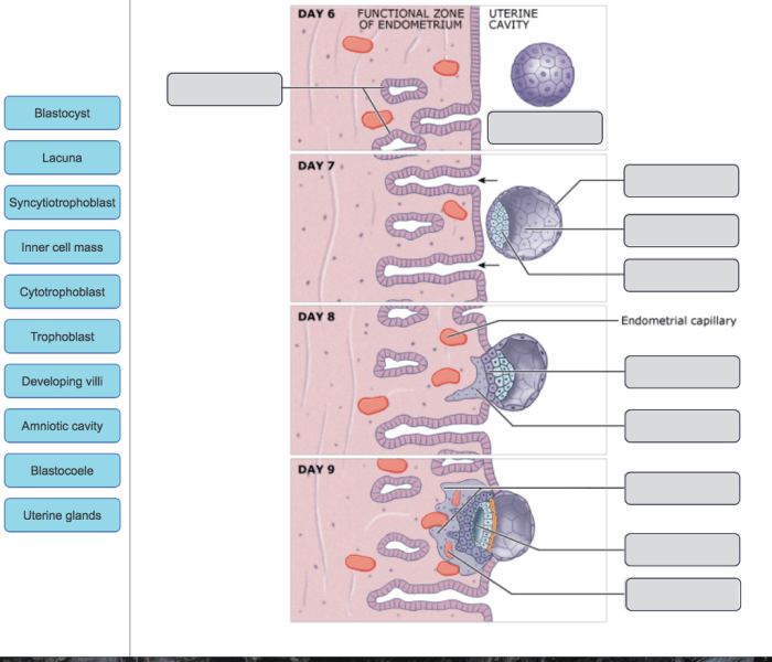 Labels diagram drag onto correct translation structures molecules identify involved answers help transcribed text show